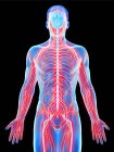 Мужская нервная система тела, компьютерная иллюстрация
. — стоковое фото