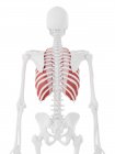 Scheletro umano con dettagliato muscolo intercostale interno rosso, illustrazione digitale . — Foto stock
