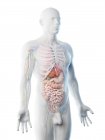 Anatomía del cuerpo superior masculino y órganos internos, ilustración por computadora . - foto de stock