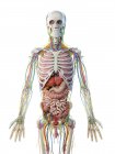 Анатомія верхнього тіла чоловіків та внутрішні органи, комп'ютерна ілюстрація . — стокове фото