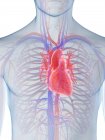 Анатомія серця у чоловічій грудній клітці, комп'ютерна ілюстрація . — стокове фото