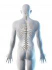 Männliche Silhouette mit sichtbaren Rückenknochen, Computerillustration. — Stockfoto