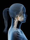 Anatomia della testa e del collo femminile e scheletro, illustrazione al computer . — Foto stock