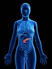 Підшлункова залоза в жіночому тілі, анатомічна ілюстрація. — стокове фото