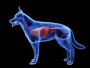 Анатомія собак з видимими органами на чорному тлі, цифрова ілюстрація . — стокове фото