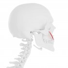 Menschliches Skelettmodell mit detailliertem Jochbeinmuskel, Computerillustration. — Stockfoto