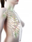 Sistema linfático superior del cuerpo femenino, ilustración por computadora . - foto de stock