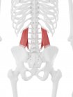 Scheletro umano con muscolo Quadrato lumborum di colore rosso, illustrazione digitale . — Foto stock