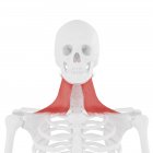 Esqueleto humano com músculo Platysma vermelho detalhado, ilustração digital . — Fotografia de Stock