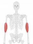 Частина скелета людини з деталізованим червоним м'язами брахіаліса, цифрова ілюстрація . — стокове фото