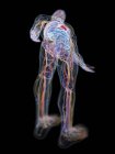 Human body model showing male anatomy and blood vessels, digital illustration. — Stock Photo