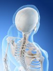 Anatomia della schiena femminile e scheletro, illustrazione al computer . — Foto stock