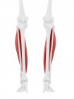 Human skeleton with red colored Soleus muscle, digital illustration. — Stock Photo