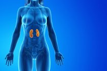 Female anatomy with visible colored kidneys, computer illustration. — Stock Photo