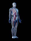 Мужское тело с видимым скелетом и сосудистой системой, компьютерная иллюстрация
. — стоковое фото