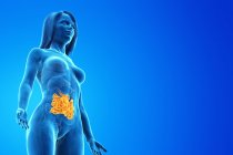 Silueta femenina con intestino delgado visible, ilustración digital . - foto de stock