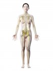 Силуэт женского тела с видимой нервной системой, компьютерная иллюстрация
. — стоковое фото
