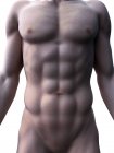 Male 3d rendering showing abdominal abs muscles, computer illustration. — Stock Photo