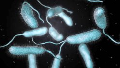 Bactérias Vibrio vulnificus encontradas na água do mar, ilustração colorida do computador
. — Fotografia de Stock