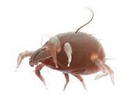 Ácaro parasita poeira no fundo branco, ilustração digital . — Fotografia de Stock