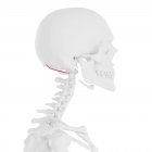 Скелет людини з червоним кольором косі покращений м'яз capітіс, цифрова ілюстрація. — стокове фото