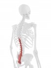 Esqueleto humano con músculo Multifidus de color rojo, ilustración digital . - foto de stock