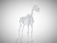 Кінський скелет, реалістична 3d візуалізація . — стокове фото