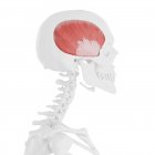 Модель скелет людини з докладним скромною м'язовою кістці, комп'ютерна ілюстрація. — стокове фото