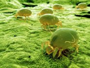 Illustration numérique colorée des acariens parasites de la poussière . — Photo de stock