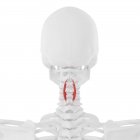 Esqueleto humano con el músculo rojo de Spinalis cervicis, ilustración digital . - foto de stock