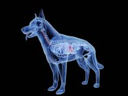 Silueta de perro con el estómago de color rojo sobre fondo negro, ilustración digital . - foto de stock