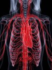 Cuerpo femenino con sistema vascular visible, ilustración digital . - foto de stock
