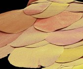 Farbige Rasterelektronenmikroskopie von Schuppen von Silberfischinsekten aus lebenden Fossilien. — Stockfoto