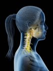 Sistema nervoso del collo femminile, illustrazione del computer . — Foto stock