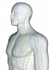 Corps masculin abstrait avec système lymphatique visible, illustration numérique . — Photo de stock