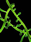 Fungos Trichophyton sobre fundo preto, ilustração digital . — Fotografia de Stock
