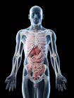 Modèle corporel transparent montrant l'anatomie masculine et les organes internes, illustration numérique
. — Photo de stock