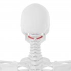 Scheletro umano con muscolo capitis inferiore Obliquo di colore rosso, illustrazione digitale . — Foto stock