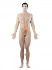 Silhouette maschile con intestino crasso visibile, illustrazione digitale . — Foto stock