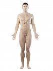Male body with adrenal glands, computer illustration. — Stock Photo