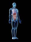 Прозрачная модель тела с мужской анатомией и внутренними органами, цифровая иллюстрация
. — стоковое фото
