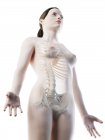 Ossa astratte della parte superiore del corpo femminile, illustrazione del computer . — Foto stock