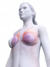 Anatomía de los implantes mamarios en el modelo 3d del cuerpo femenino, ilustración digital . - foto de stock