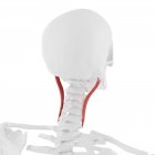 Esqueleto humano con músculo rojo detallado de la capitis de Longissimus, ilustración digital . - foto de stock