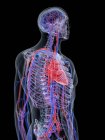 Sistema cardiovascular em corpo masculino normal, ilustração computacional . — Fotografia de Stock