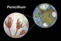 Колонії Penicillium fungi вирощені на Sabouraud Dextrose Agar і цифрові ілюстрації грибної морфології. — стокове фото