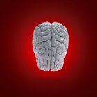 Modelo de cerebro humano blanco sobre fondo rojo, ilustración digital . - foto de stock