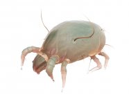 Parasitic dust mite on white background, digital illustration. — Stock Photo
