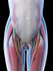 Anatomie und Muskulatur des weiblichen Bauches, Computerillustration. — Stockfoto