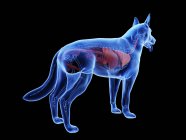 Anatomía del perro con órganos visibles sobre fondo negro, ilustración digital
. - foto de stock